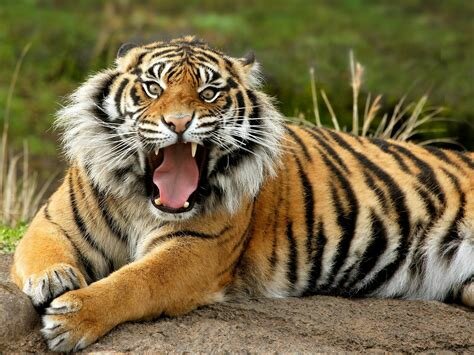 Bengal Tiger.jpg