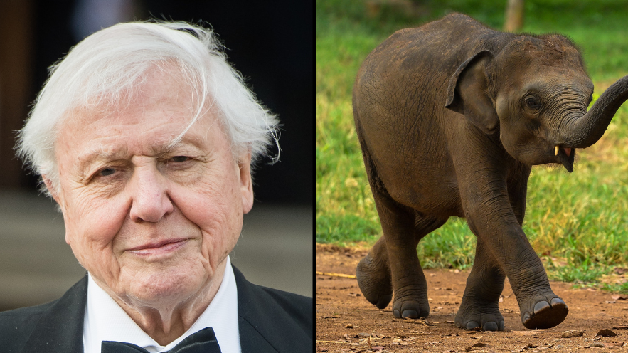 david-attenborough-baby-elephant-decision.png