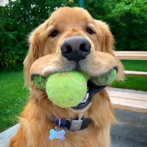 most-tennis-balls-held-in-the-mouth-by-a-dog-1.jpg