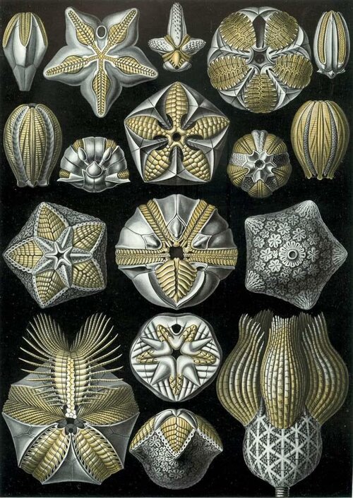 Haeckel - pl. 80 Blastoidea.jpg