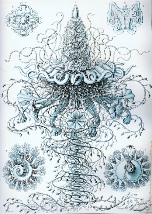 Haeckel_Siphonophorae_37.jpg