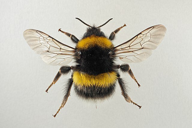 640px-Bombus_lucorum_04.jpg