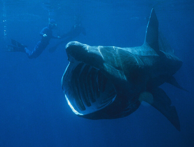 divers-with-basking-shark.jpg