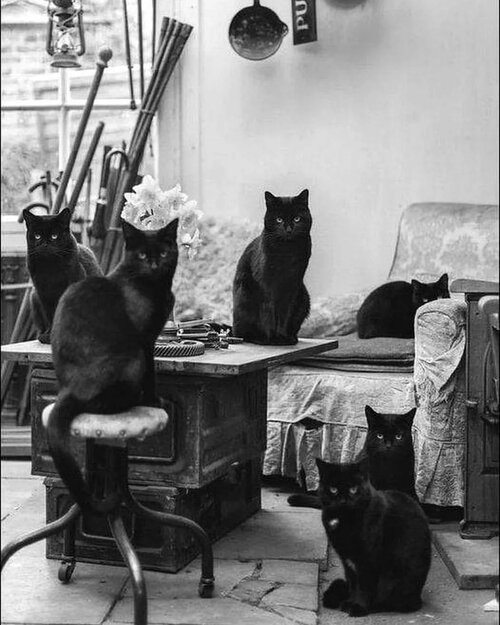 Ulf G. Bohlin,  %22Judging You All- The Studio Cats%22 1970s.jpg