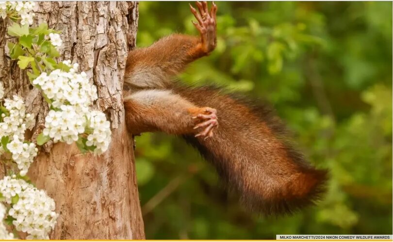 Ardilla entrando en su hueco del arbol.jpg